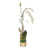 Jenny Silks Cream White Phalaenopsis Orchid Arrangement in Round Gold Cylinder Glass Vase #F-147