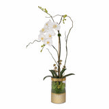 Jenny Silks Cream White Phalaenopsis Orchid Arrangement in Round Gold Cylinder Glass Vase #F-147