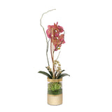 Burgundy Phalaenopsis Orchid Curly Willow Arrangement in Round Gold Vase #F-148