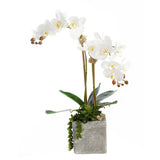 Real Touch White Orchid with Geode Floral Arrangement #F-156