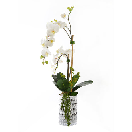 Real Touch Phalaenophsis White Orchid with Succulent Arrangement in a Silver Glass Vase#F-162