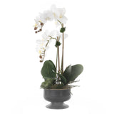 Real Touch White Orchid & Succulent in Black Pot Arrangement #F-177