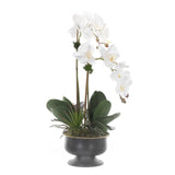 Real Touch White Orchid & Succulent in Black Pot Arrangement #F-177