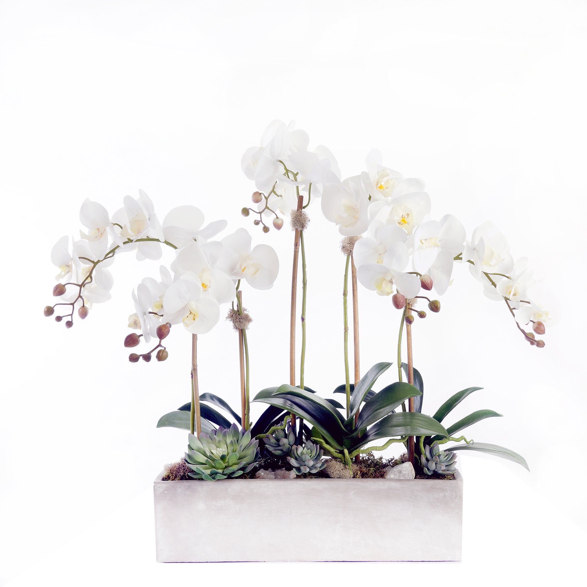  Jenny Silks Orquídea Phalaenopsis púrpura con suculentas y  rocas naturales en maceta de vidrio : Hogar y Cocina