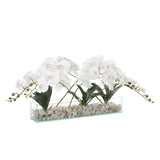 White Orchid Arrangement with Rocks In Rectangle Glass Vase#F-184