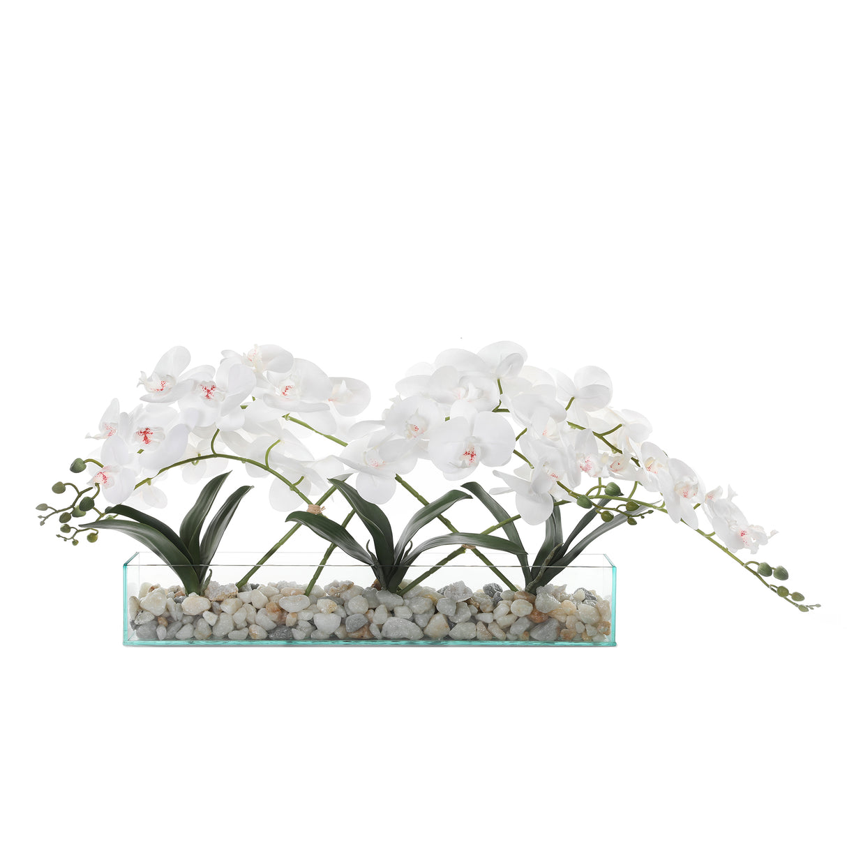 White Orchid Arrangement with Rocks In Rectangle Glass Vase#F-184