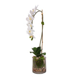 Real Touch White Phalaenopsis Orchid and leaf in a Sleek Glass Vase #F-24