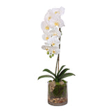 Real Touch White Phalaenopsis Orchid and leaf in a Sleek Glass Vase #F-24
