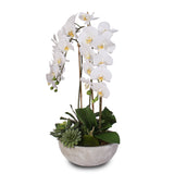 Silk White Phalaenopsis Orchids and Succulents in a Modern Stone Bowl #F-29