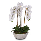 Silk White Phalaenopsis Orchids and Succulents in a Modern Stone Bowl #F-29