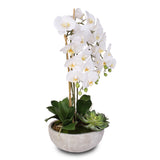 Silk White Phalaenopsis Orchids and Succulents in a Modern Stone Bowl #F-29