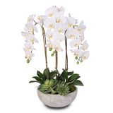 Silk White Phalaenopsis Orchids and Succulents in a Modern Stone Bowl #F-29