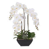 Real Touch White Orchids and Leaves with Succulents in Black Metal Zinc Pot #F-35