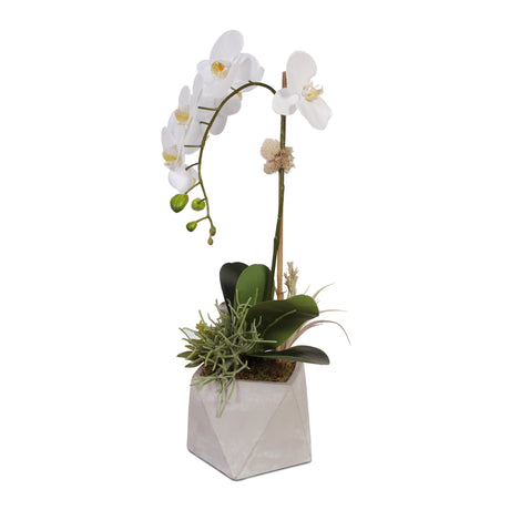 Real Touch Phalaenopsis Orchid with Succulents Arrangement #F-39
