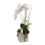 Real Touch White Orchid with Seashell & Succulent in Stone Wash Pot #F-40