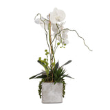 Real Touch White Orchid with Seashell & Succulent in Stone Wash Pot #F-40