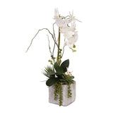 Real Touch White Orchid with Seashell & Succulent in Stone Wash Pot #F-40