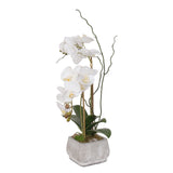 Real Touch White Phalaenopsis Orchids in Stone Wash Pot #F-51