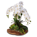 Real Touch 6-Stem Phalaenopsis Orchids with Succulents in Natural Wood Bowl #F-59E