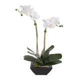 Real Touch White Silk Phalaenopsis Orchids and Leaves with Reindeer Moss in Black Metal Zinc Pot #F-99