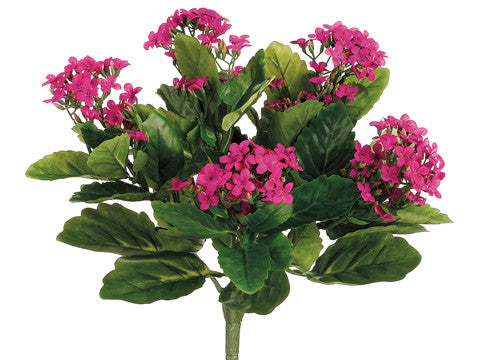 Kalanchoe Bush (6 Stems Total) #FBK107-FU