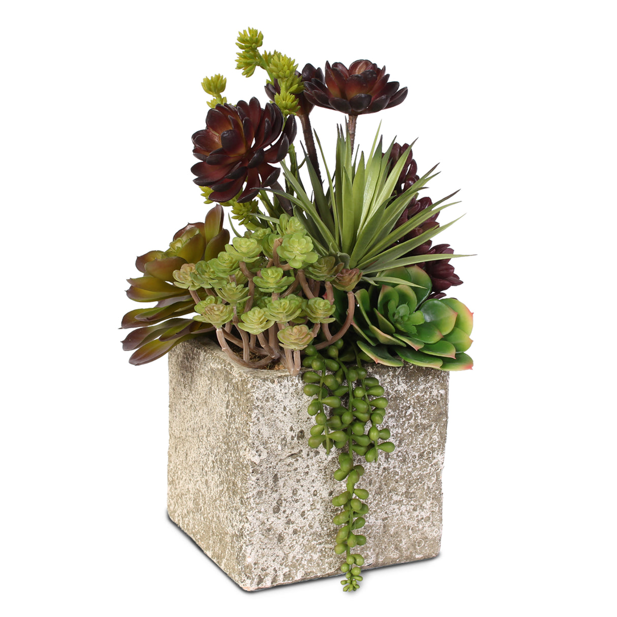 Succulent, Hen & Chicks Coastal Cottage Arrangement in Cement Pot #JS03