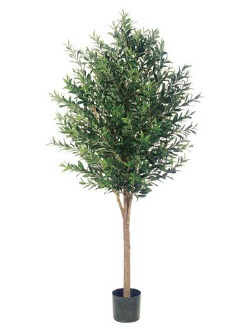 Olive Tree #LPO416-GR/TT