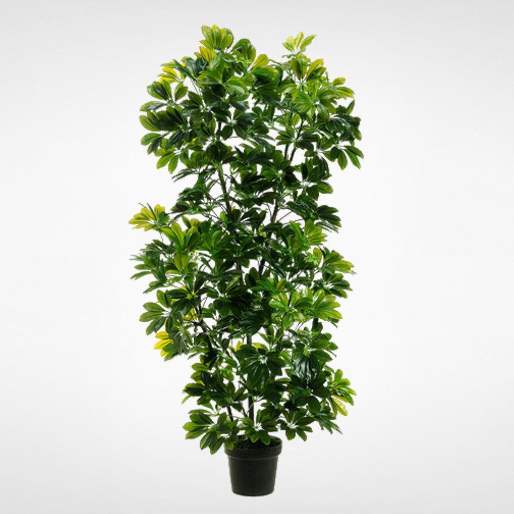 Eva Schefflera Tree #LPS768-GR