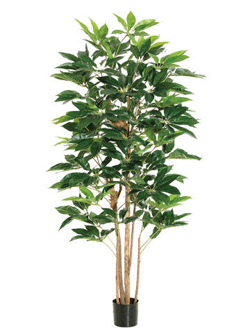 Schefflera Tree in Plastic Pot #LTS106-GR