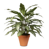 Tall Silver Queen Plant in Clay Pot #P-70