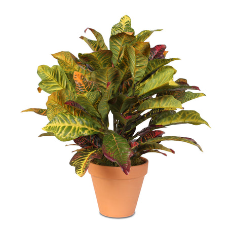 Real Touch Croton Plant in Clay Pot #P-70D