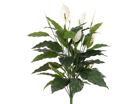 Spathiphyllum Plant #PPS526-GR
