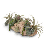 Succulents in Grapevine Wood Log #S-24