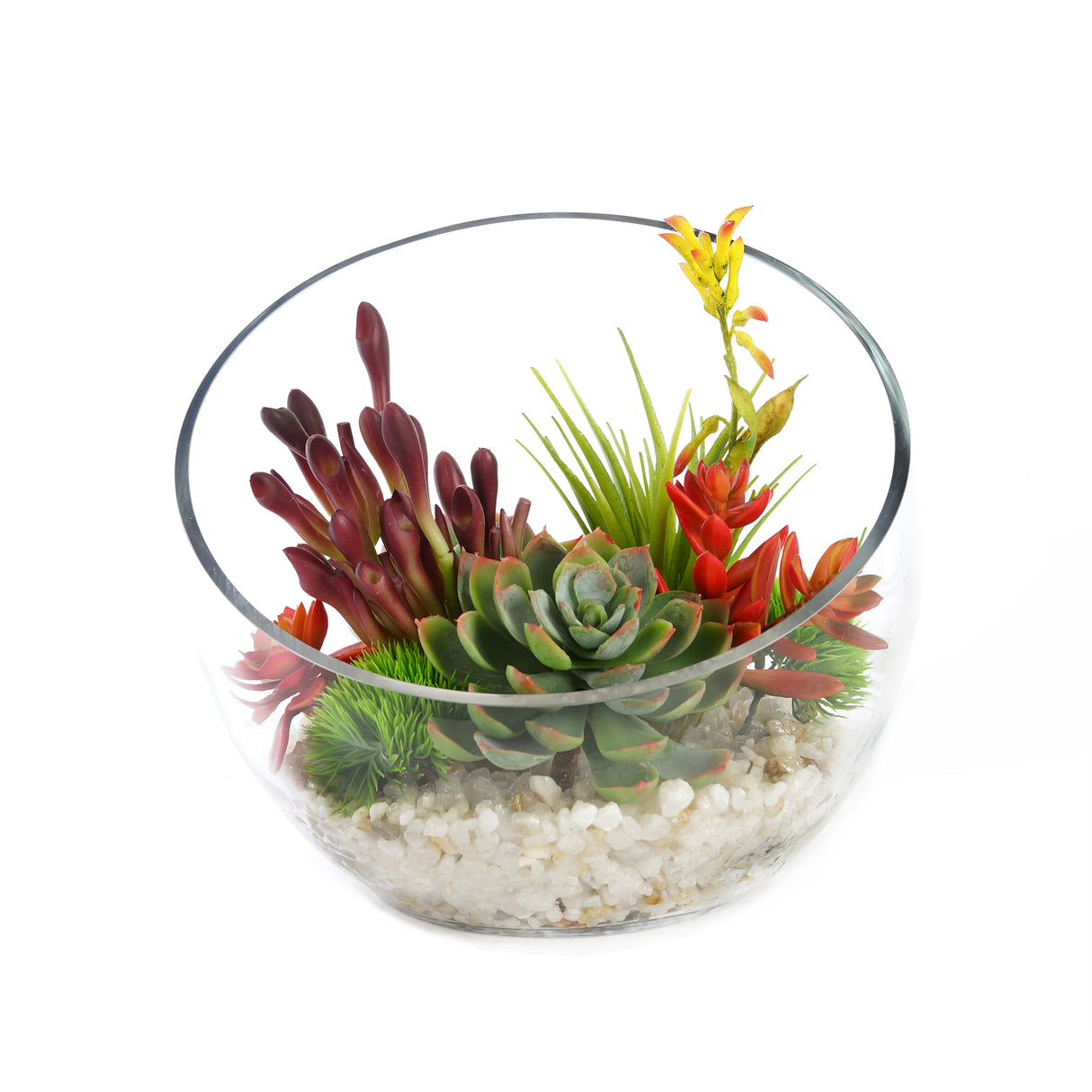 Tropical Colorful Succulents Arrangement in Clear Glass Slant Cut Modern Bowl#S-43