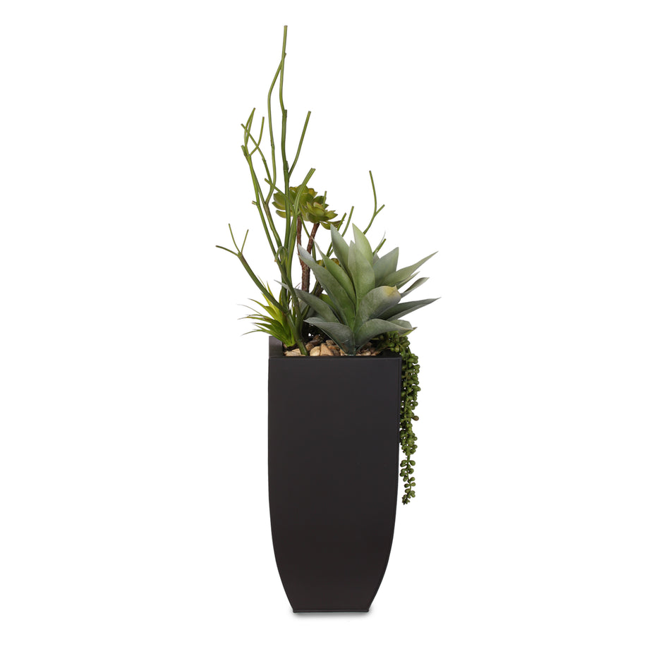Give me $10000000 dollars for this small plant!!!! : r/houseplantscirclejerk