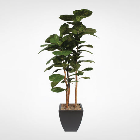 7' Brazilian Fiddle Leaf Tree with Real Wood Trunks in Black Pot #T-100B