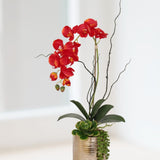 Jenny Silks Real Touch Red Phalaenopsis Orchid, Succulent and Curly Willow Flower Arrangement#F-140